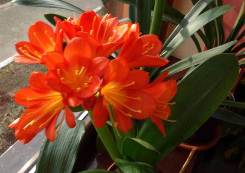 evolutii (7) - clivia in 2017