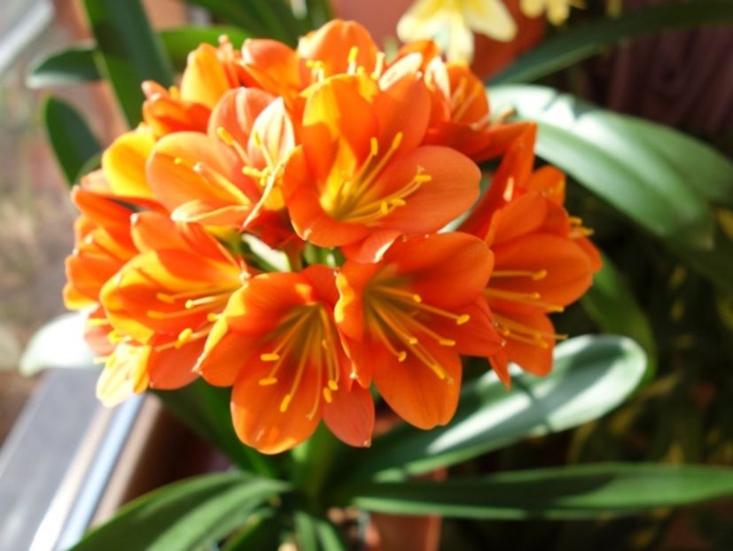 evolutii (12) - clivia in 2017