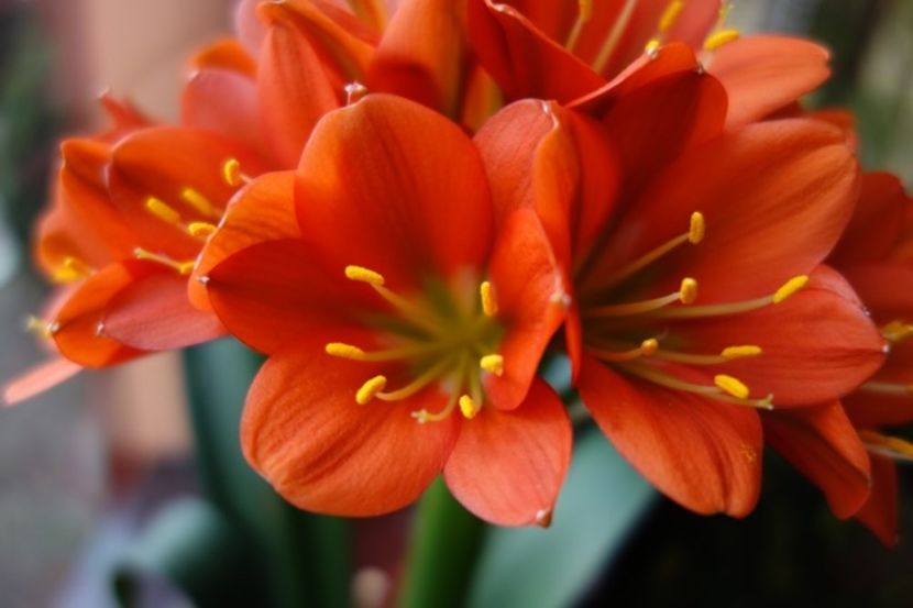 evolutii (14) - clivia in 2017
