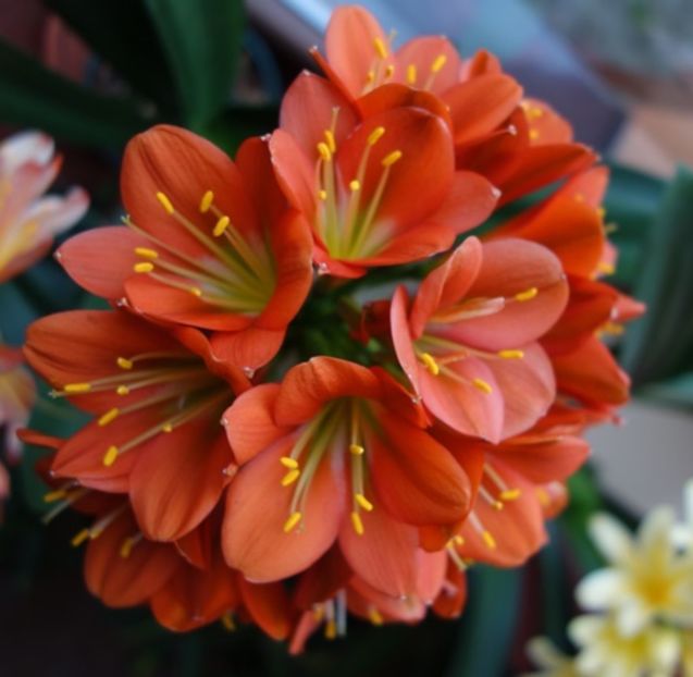 evolutii (15) - clivia in 2017