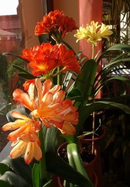 evolutii (17) - clivia in 2017