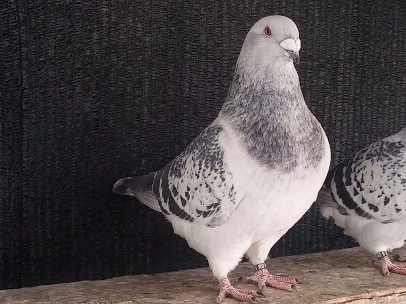 M 2016 - Porumbei standard vanduti