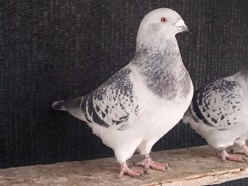  - Porumbei standard vanduti