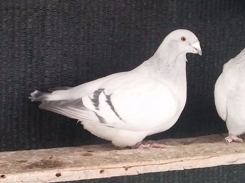  - Porumbei standard vanduti