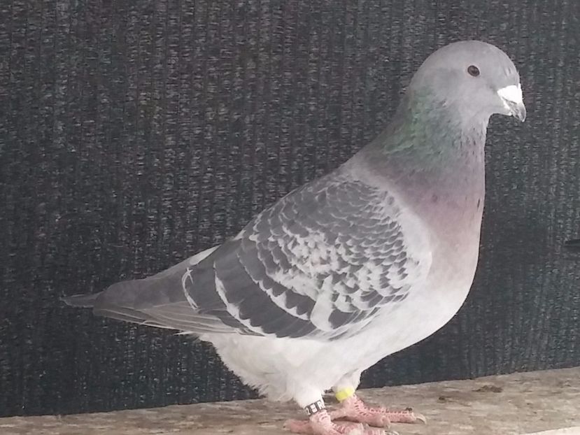  - Porumbei standard vanduti