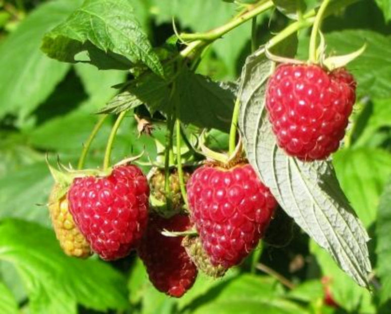 Polana - Zmeur Polana