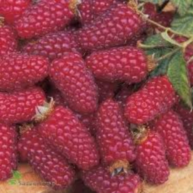 Tayberry - Zmeur-Mur - Tayberry