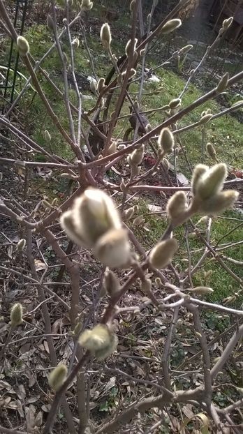 Magnolia stellata - 2017 Gradina