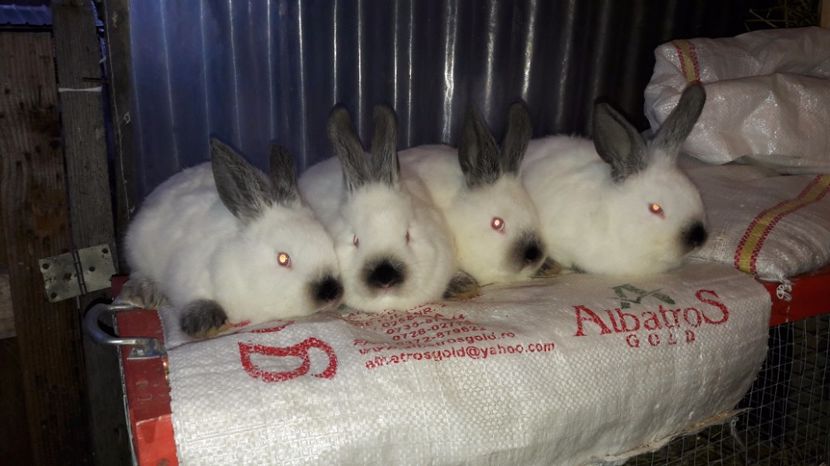  - c pui californieni