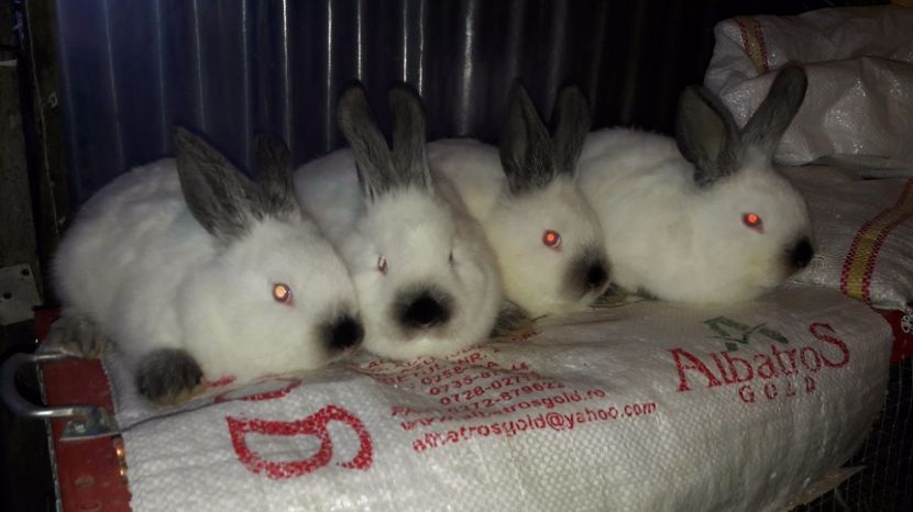 5 - c pui californieni