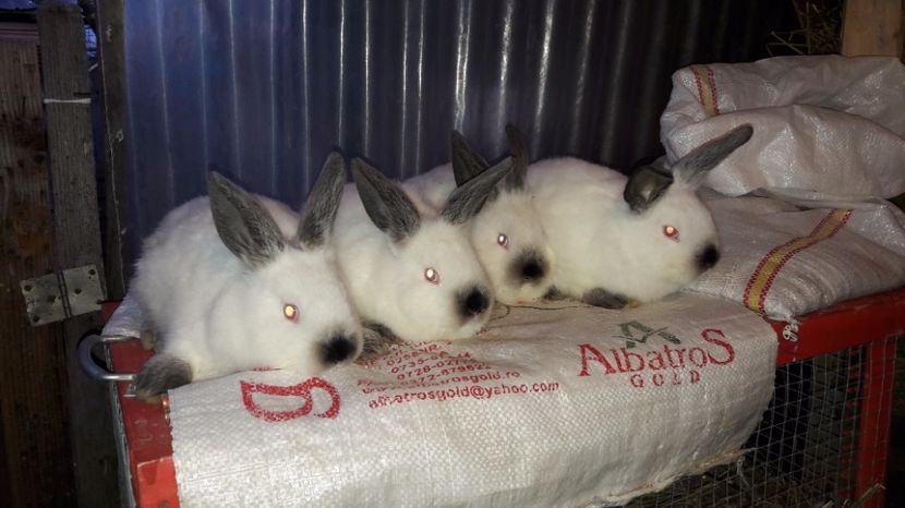  - c pui californieni