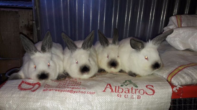  - c pui californieni