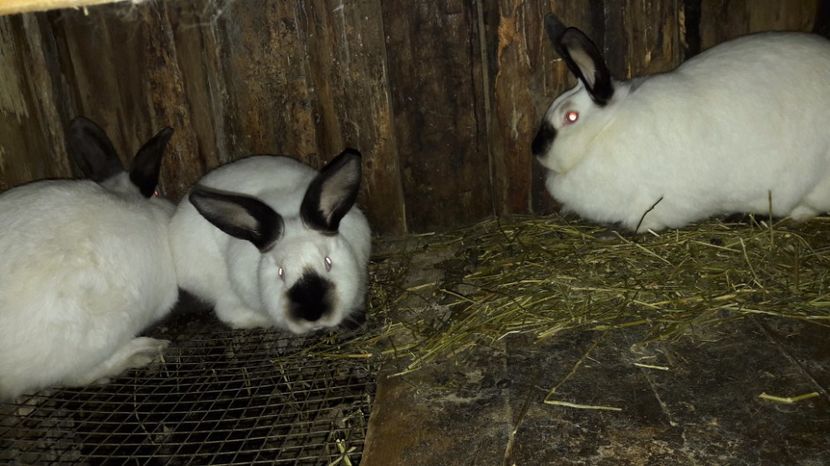  - c pui californieni