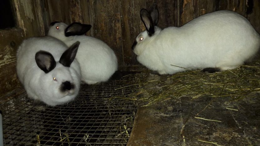  - c pui californieni