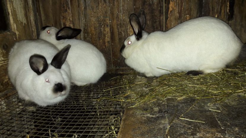  - c pui californieni