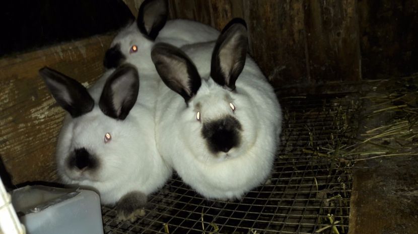  - c pui californieni