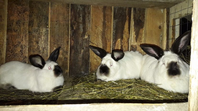  - c pui californieni