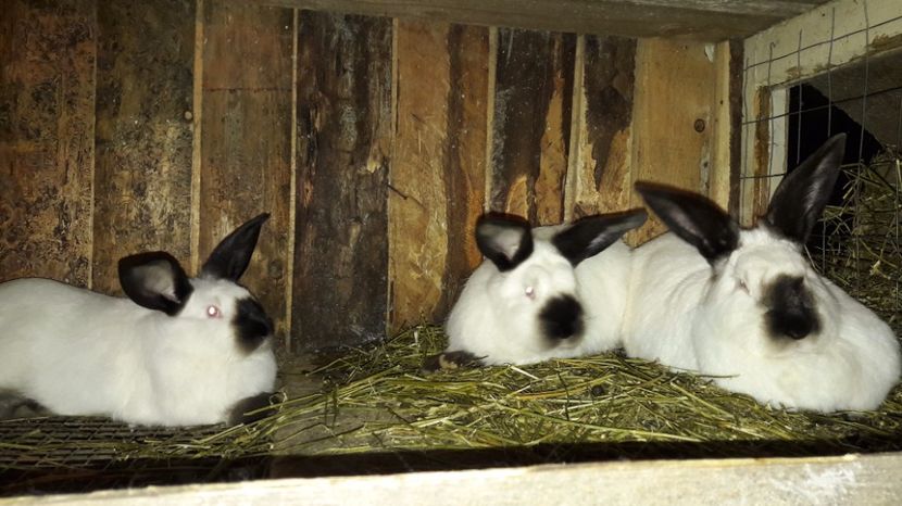  - c pui californieni