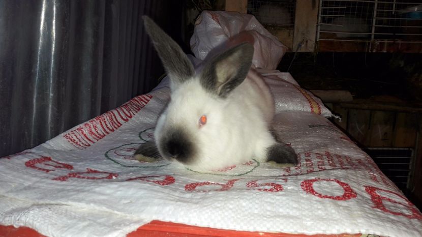  - c pui californieni