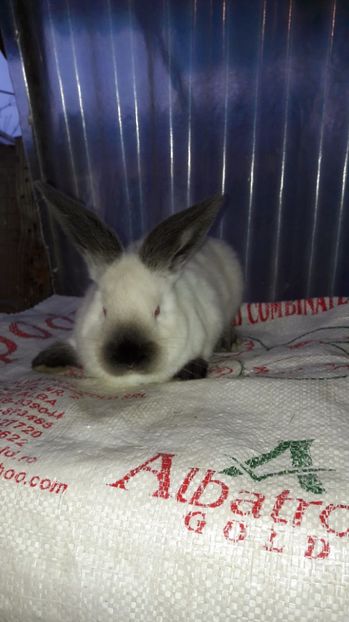  - c pui californieni