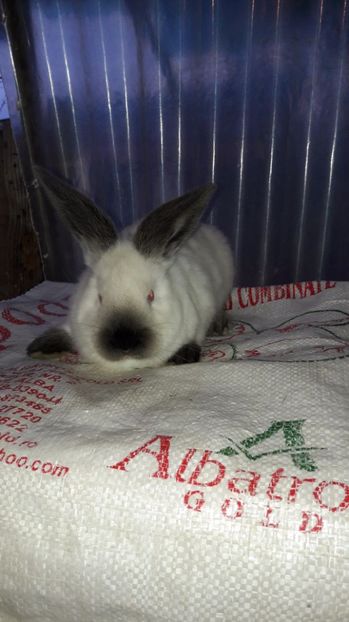  - c pui californieni