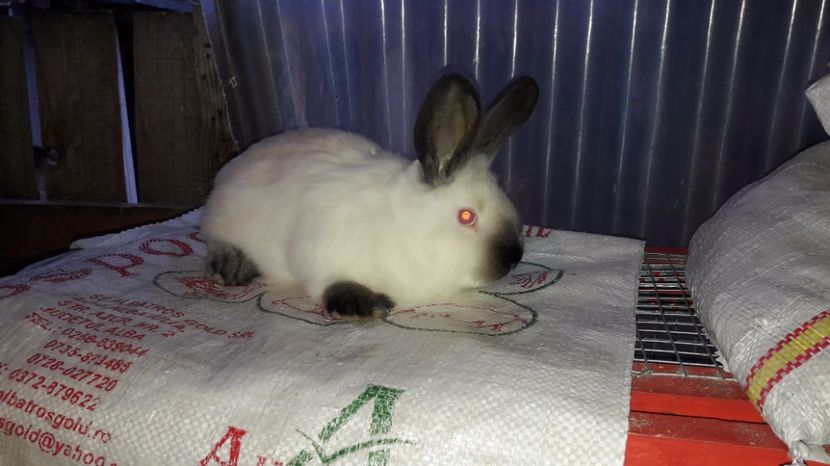  - c pui californieni