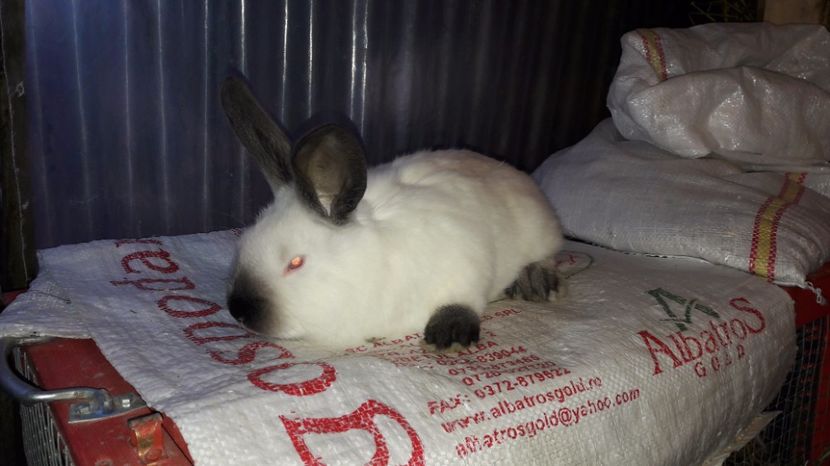  - c pui californieni