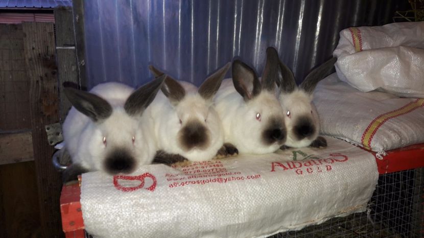  - c pui californieni