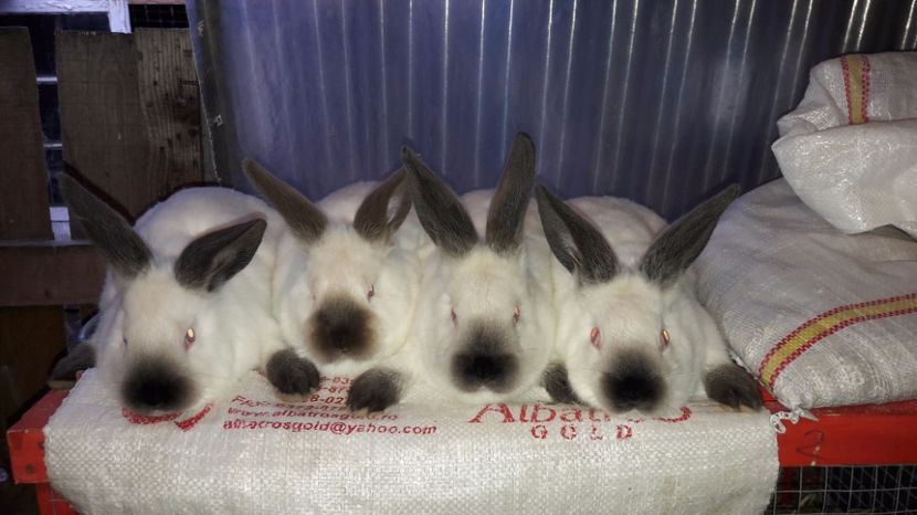  - c pui californieni