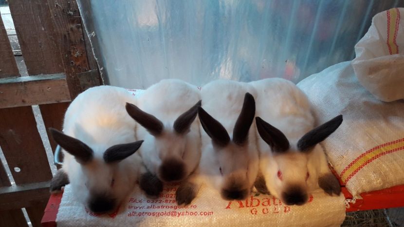  - c pui californieni