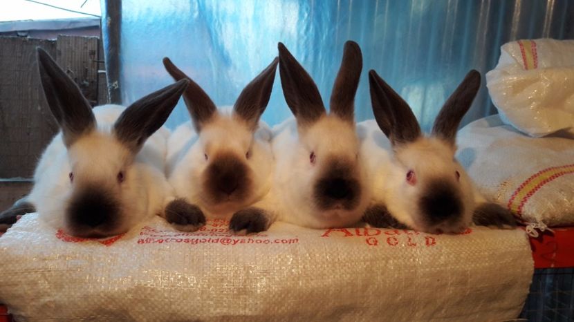  - c pui californieni