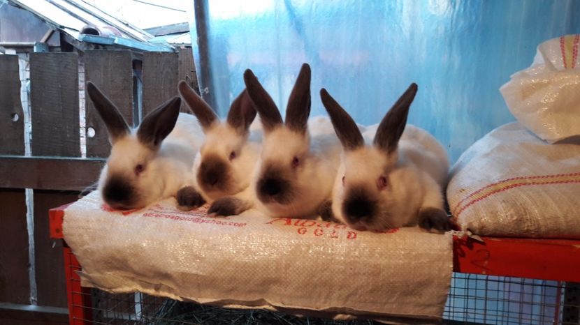  - c pui californieni