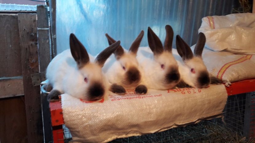  - c pui californieni