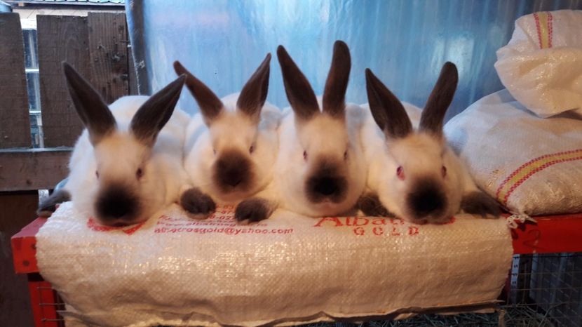 20170310_174402(0) - c pui californieni