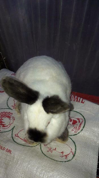  - c pui californieni