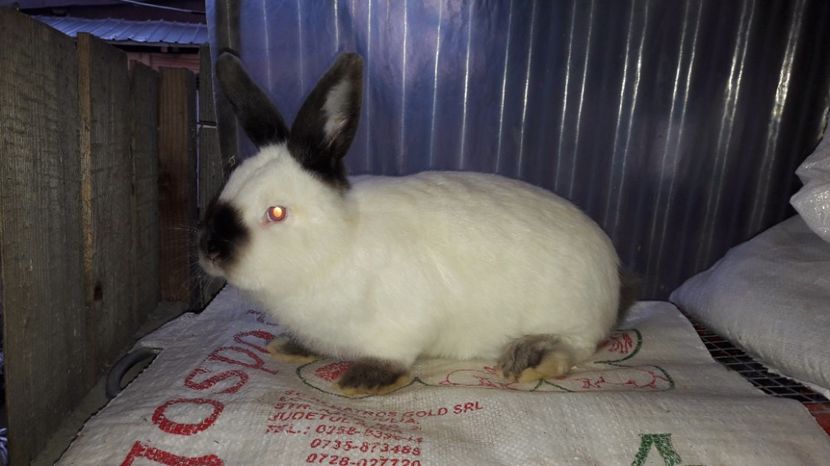  - c pui californieni