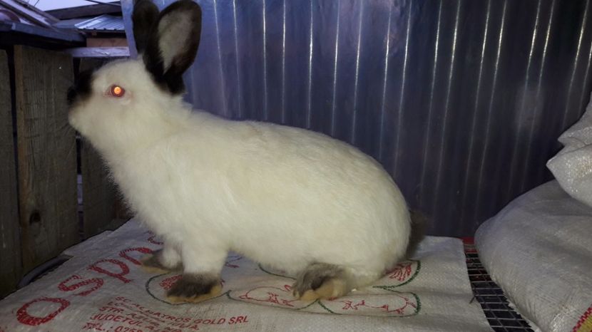  - c pui californieni