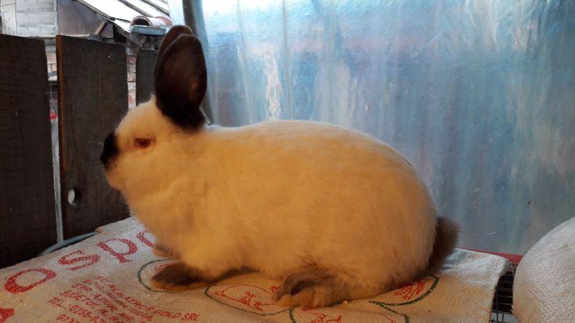  - c pui californieni