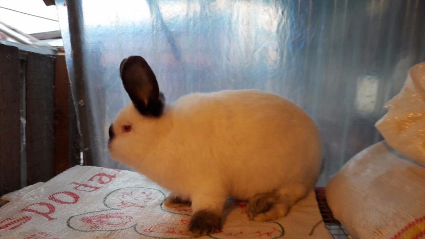  - c pui californieni