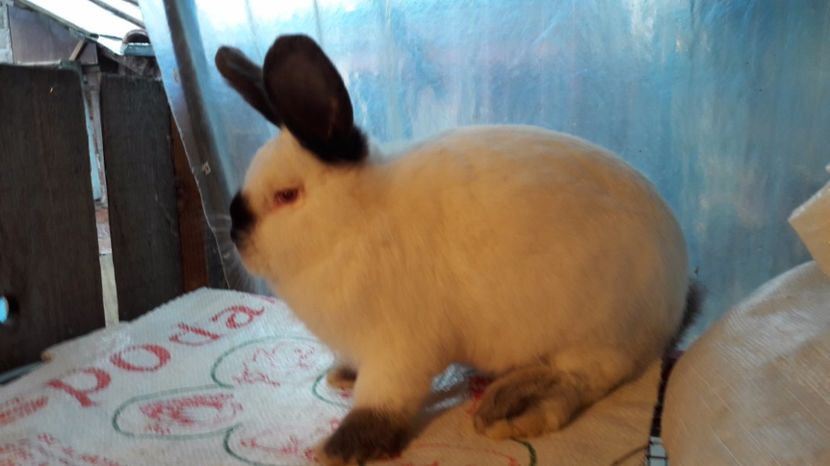  - c pui californieni