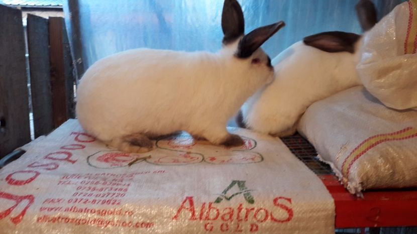  - c pui californieni