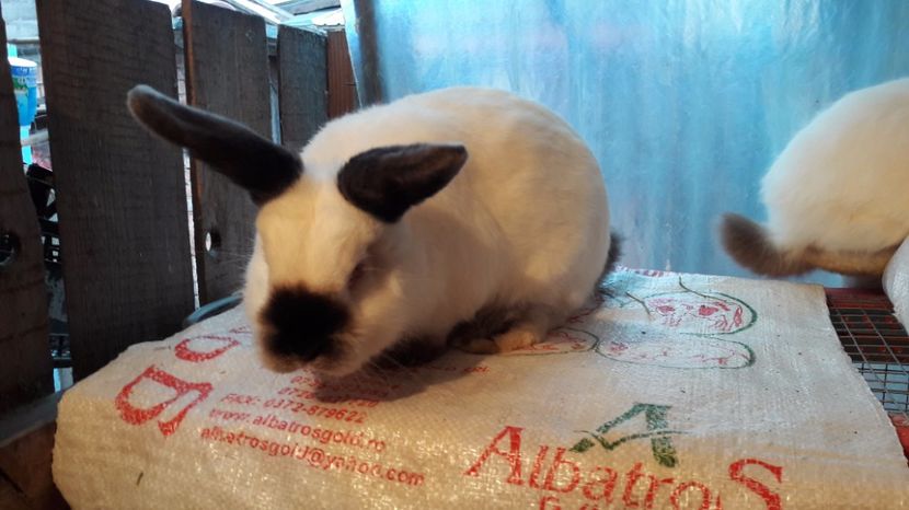  - c pui californieni