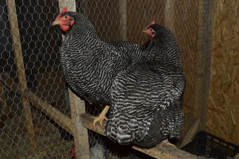 plymouth - b Plymouth rock barat