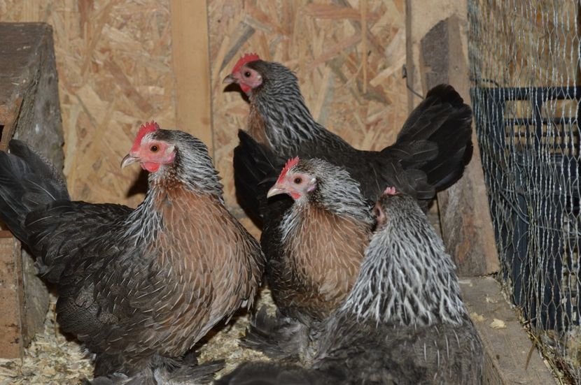 argintiu - b Mii de flori argintiu