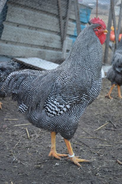 plymouth rock barat - b Plymouth rock barat