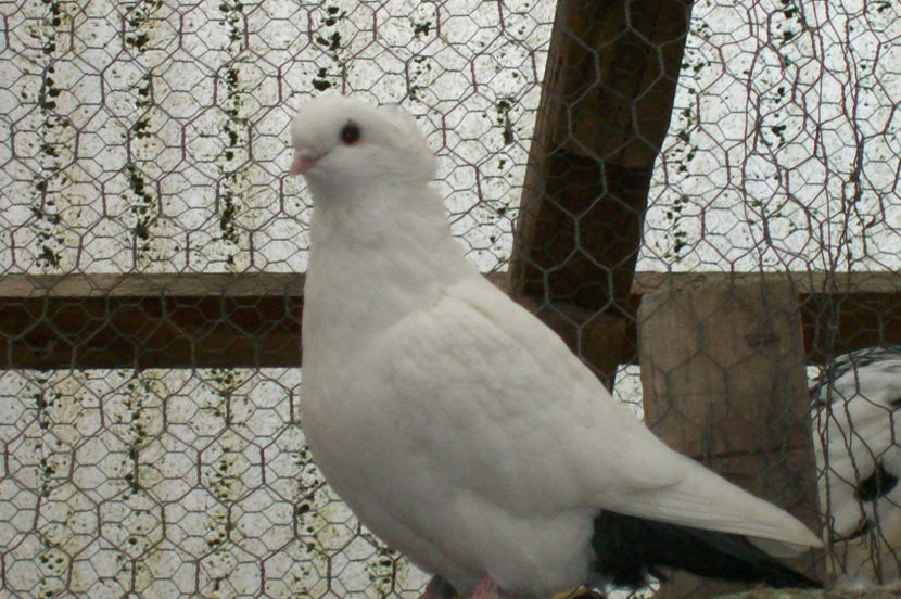  - Z ARHIVA PESCARUS GERMAN