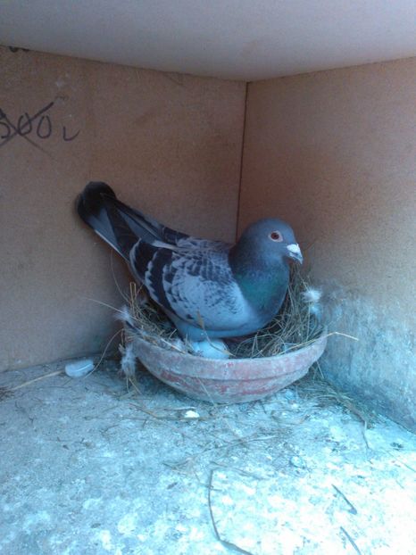 241.16 - Zburatori 2017