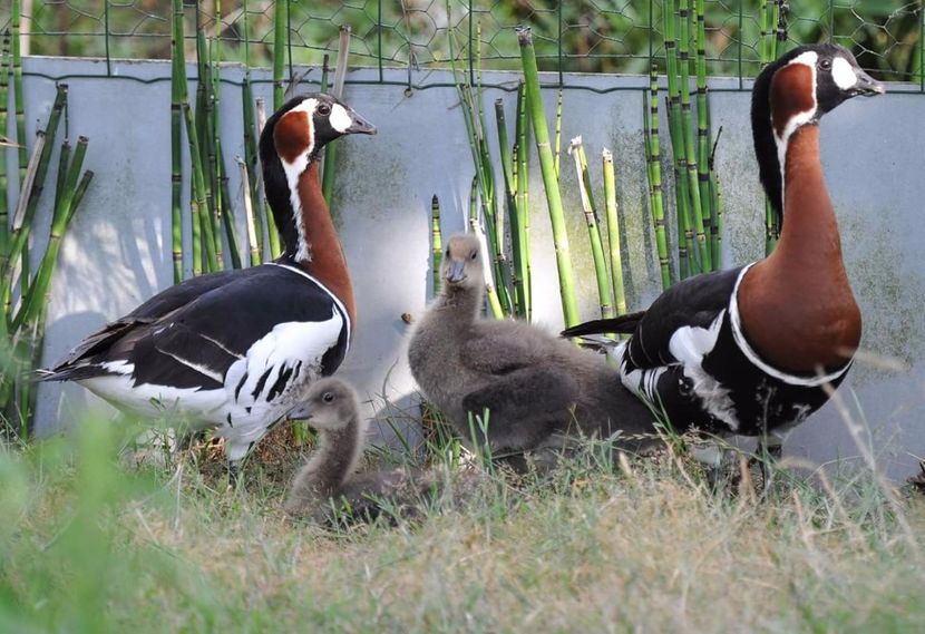  - Gasca cu gatul rosu