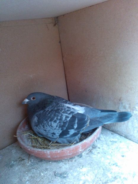 221.16 - Zburatori 2017