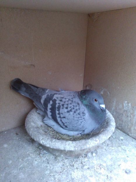 777.15 - Zburatori 2017